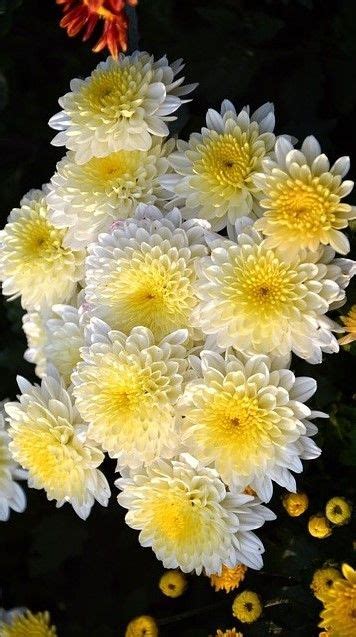 Chrysanthemum Meaning Types Tea Growing Flowersandflowerthings