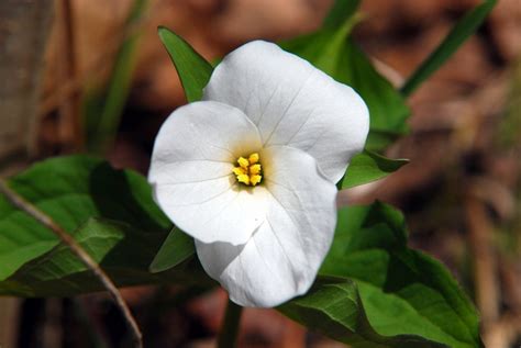 Trillium The Flower Of The Province Of Ontario Canada Growing At The
