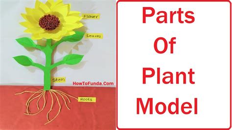 42 Sunflower Plant Parts 