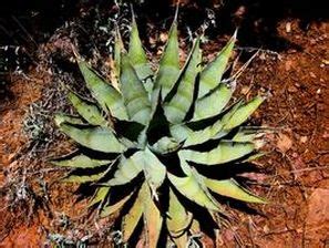 It can also be a single case in a new area. endemic plants - Endemics Species of Mexico