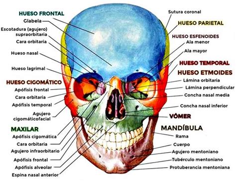 Anatomía Del Cráneo Huesos Suturas Senos Paranasales Fontanelas