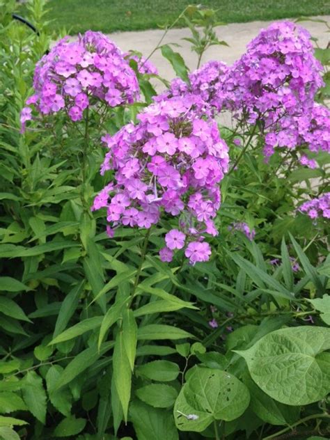 Tall perennial flowers for partial shade. Tall Garden Phlox (phlox paniculata): A great partial ...