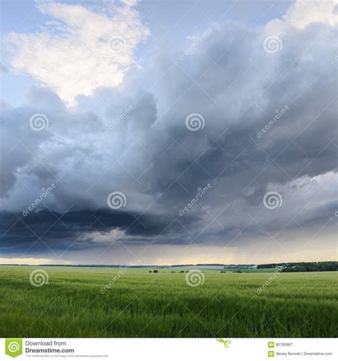 Beautiful Landscape Rain Clouds Over Green Wheat Field Stock Image