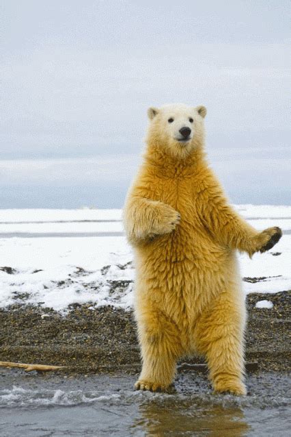 Polar Bear Gif Tenor