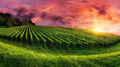 Vineyard Hd Wallpapers Background Images