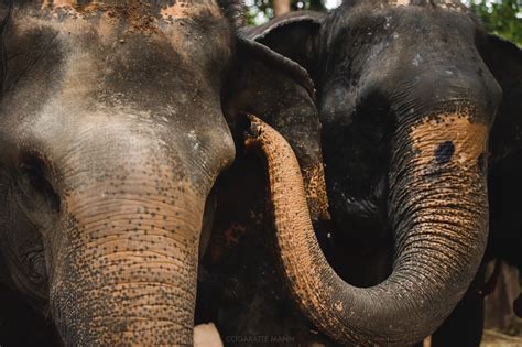 A Secret Language Infrasonic Communication In Elephants The Care