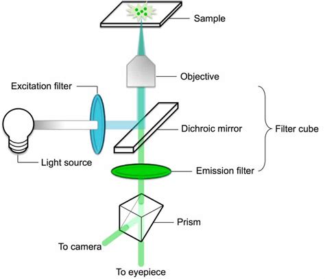 Fluorescence Microscopy를 위한 Fluorophores 및 Optical Filters Sexiezpicz Web Porn