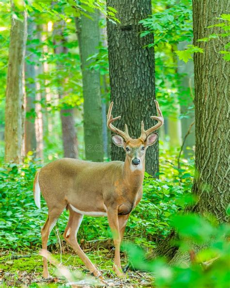 Whitetail Deer Buck In Velvet Stock Image Image Of Male Summer 44329133