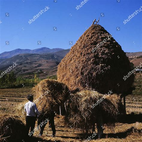 Azerbaijan Agricultural Scene Harvesting Hay Editorial Stock Photo