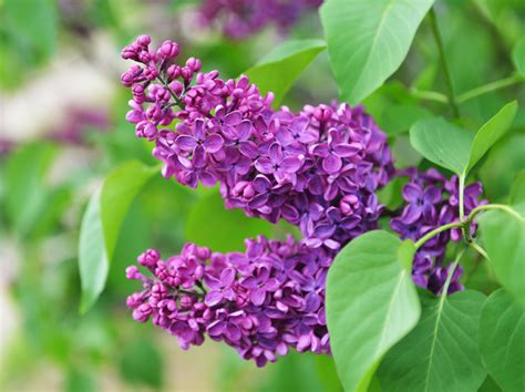 Ombrelle di fiori bianchi in primavera v, che si trasformano in grappoli di bacche di un bel rosso vivo in autunno che durano fino all'inizio . Fiorellini A Grappolo Profumatissimi Che Crescono Inizio ...