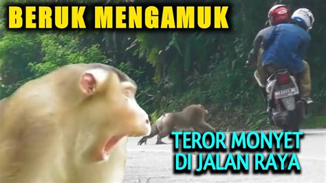 Monyet Gila Pimpinan Beruk Hutan Mengamuk Di Jalan Raya Panorama 1 Sitinjau Lauik Youtube