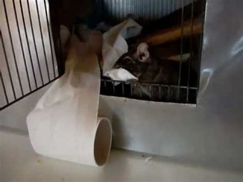 Degu Wc Pap Rral Degu With A Toilet Paper Youtube