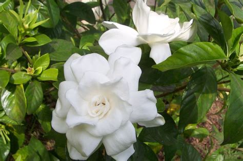 Davys Louisiana Gardening Blog The Most Fragrant Flower
