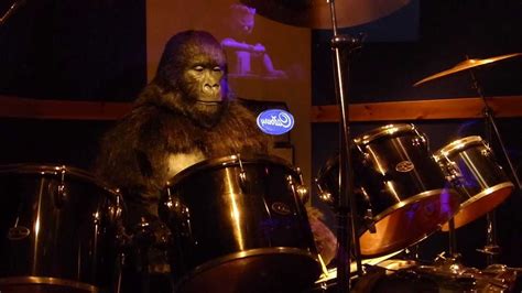 Cadbury Gorilla Live In Concert Youtube