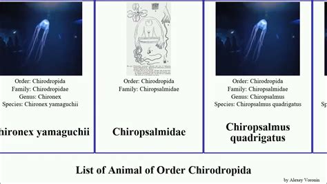 List Of Animal Of Order Chirodropida Gorilla Maculatus Chironex