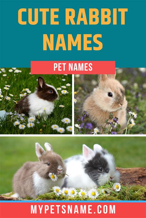 Bunny Names 350 Most Popular Rabbit Names Artofit