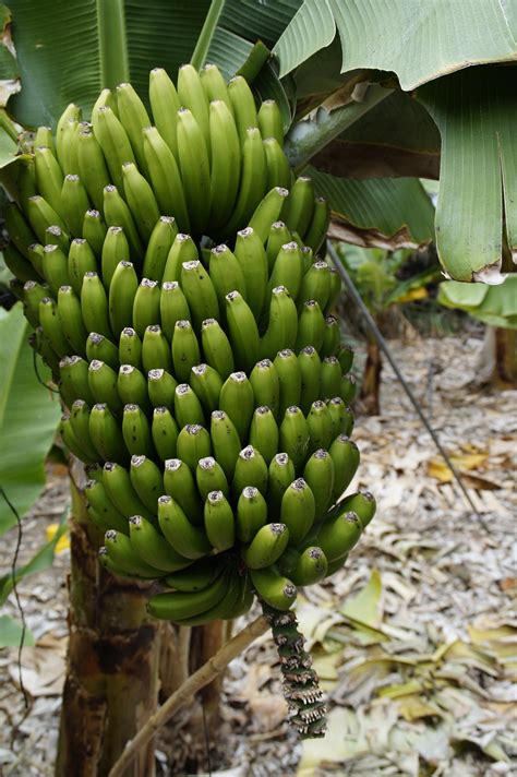 Download Free Photo Of Banana Plantationbanana Cultivationcultivation