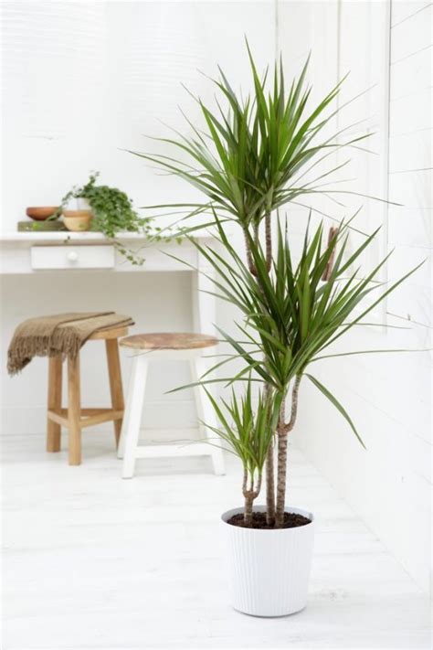 We did not find results for: 32 Beautiful Indoor House Plants That Are Also Easy To ...