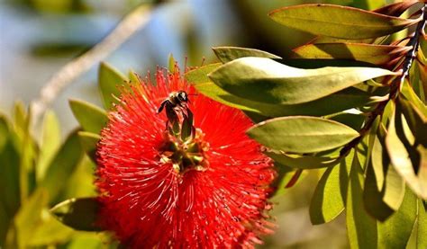 Another way to make your yard a bee haven is to avoid spraying it with pesticides, which are harmful to bees and other beneficial insects. 8 Spring Flowers That Attract Australian Native Bees
