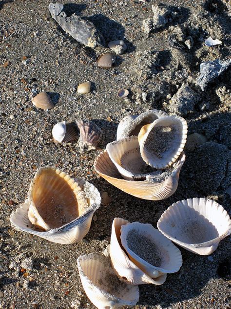 Sea Shells At Folly Beach In Charleston Sc Photograph By Susanne Van