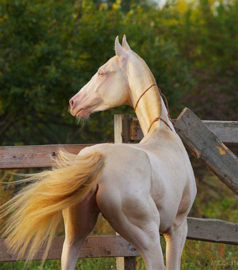 Wanna See The Most Beautiful Horse On Earth