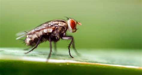 7 Ways To Repel Black Flies Naturally Black Fly Black Fly Repellent