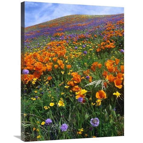 24 X 32 In California Poppy And Other Wildflowers Growing On Hillside