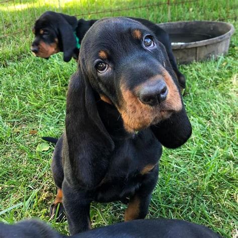 Windbourne Farm Black And Tan Coonhounds In Oregon Find Your Black And