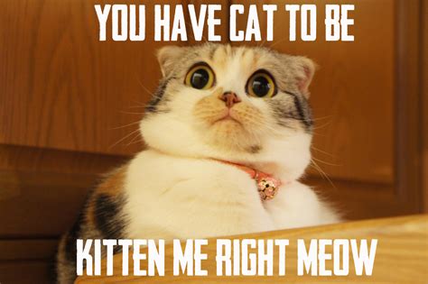 Image Lolcats Know Your Meme