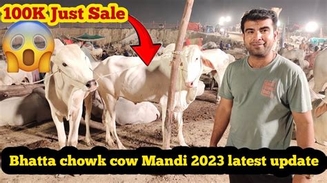 Bhatta Chowk Cow Mandi 2023 Latest Update Bakribaaz Youtube