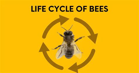 Bee Life Cycle How Long Do Bees Live And Stages Of Life