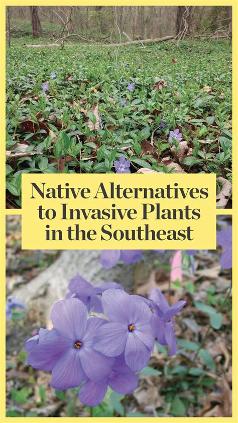 Native Alternatives To Invasive Plants In The Southeast Finegardening Invasive Plants