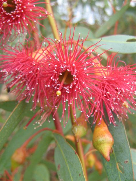 We did not find results for: Eucalyptus leucoxylon rosea (Gum Tree) in 50mm Forestry ...