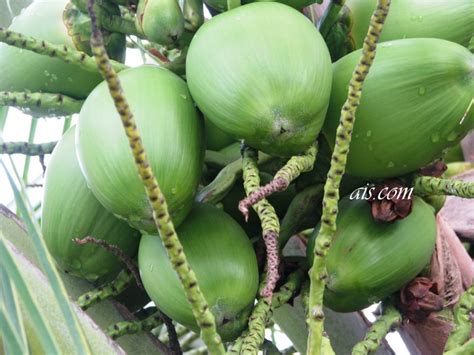 Kalau kamu ingin tahu lebih banyak mengenai jenis buah yang baik untuk diet ataupun pantang dimakan saat sedang berniat mengurangi berat badan, bisa tanyakan. Dari Lensa Kelabu: BUAH-BUAHAN YANG BOLEH DIMAKAN