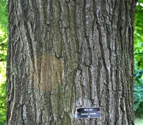 Common Types Of Oak Trees With Bark Photos For Identification Oak