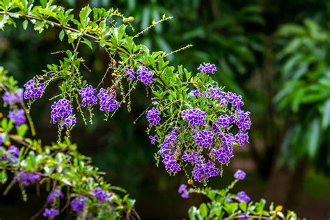 The species usually matures under 10 ft. Duranta Plant: Care and Growing Guide