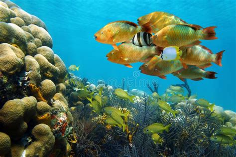 Shoal Of Colorful Tropical Fish In A Coral Reef Stock Image Image Of