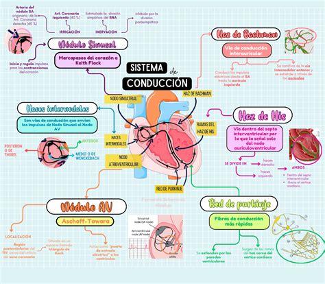 Sistema De Conducción Del Corazón Esquemas Y Mapas Conceptuales De
