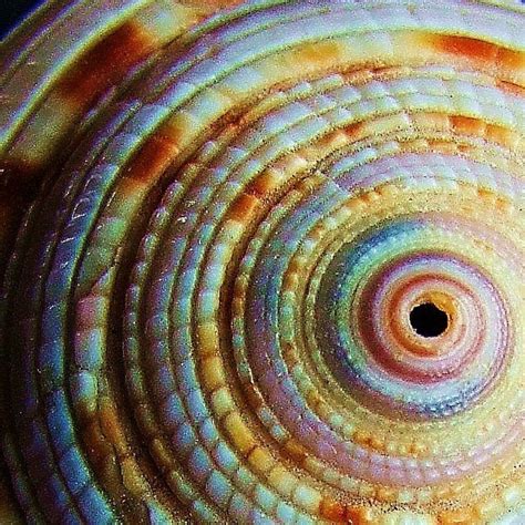 Pin By Jill Prager On Shello Spirals In Nature Fractals In Nature