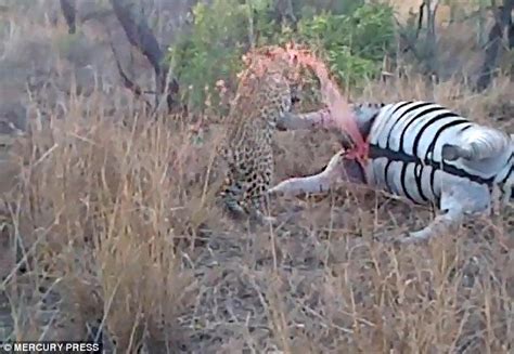 Dead Zebra Explodes And Sprays Blood Over Leopard Daily