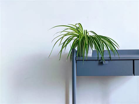 4 perfect indoor plants to beautify your interiors – A Beautiful Space