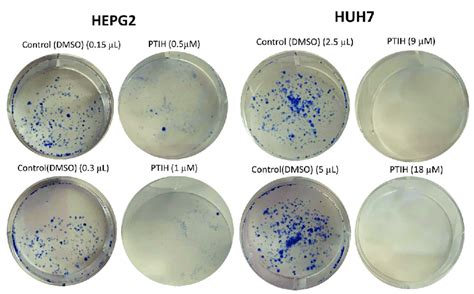 Colony Formation Assay Was Performed In Hepg2 And Huh7 Cells Cells