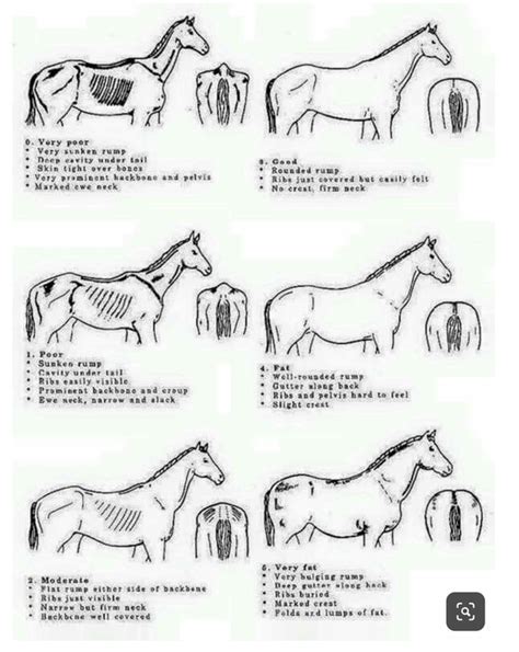 How To Tell If Its A Quarter Horse