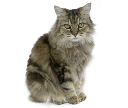 These are people who specialize in the breed and really. Ragamuffin Cat For Sale In Georgia
