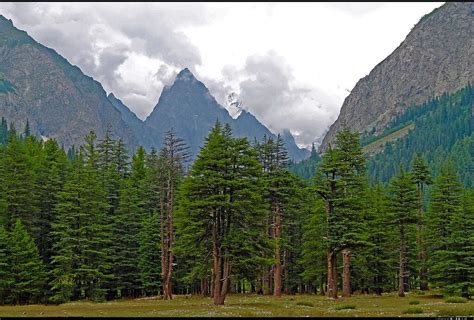 Pines Trees At Khazankot Kumrat Valley Dir District Pakistan