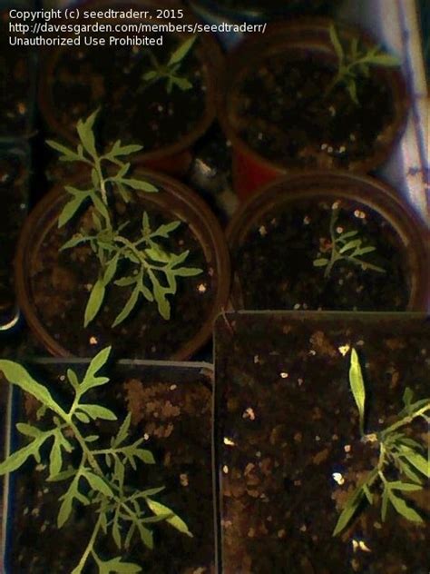 After actually seeing tha plant ( now about 10) and reading about it i wish i had grown more than one. PlantFiles Pictures: Tomato 'Silvery Fir Tree ...