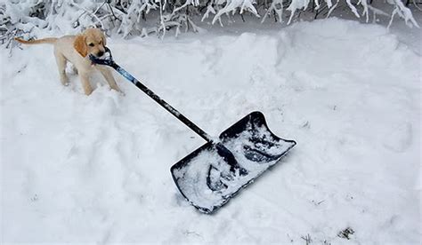 Dogs Helping Owners Shovel Snow The Barkpost