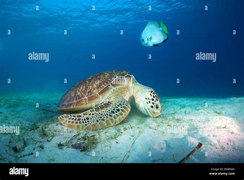 Green Sea Turtle Eating Hi Res Stock Photography And Images Alamy