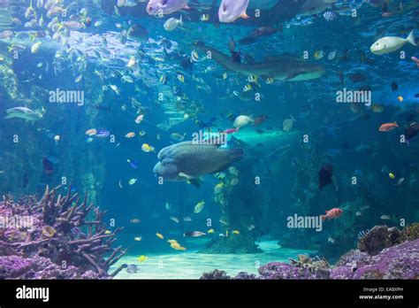 Great Barrier Reef Aquarium In The Sydney Sea Life Aquarium Darling