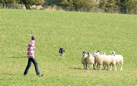 british lambing guide when is the lambing season and best places to see lambs